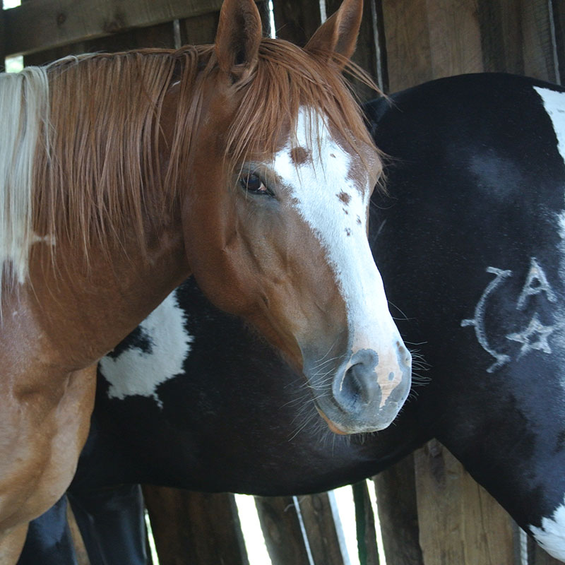 Horse Facing the Camera