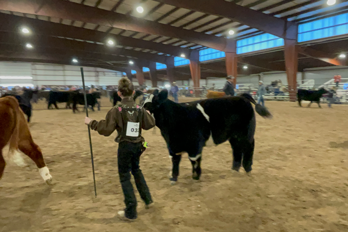 Cattle Show with 4H