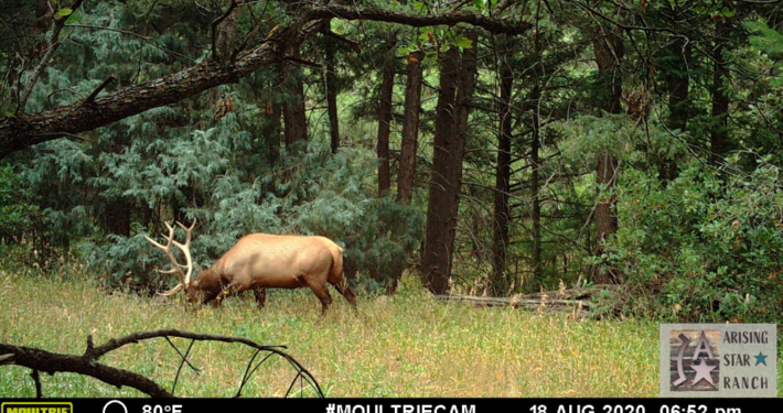 Bull Elk in Pine Forest