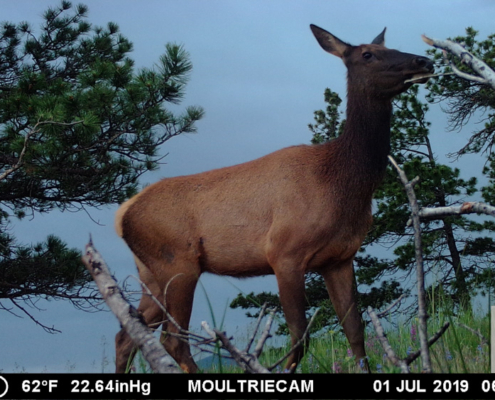 Doe Nibbling on Tree