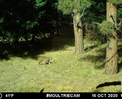 Bobcat Walking in a Pine Forest