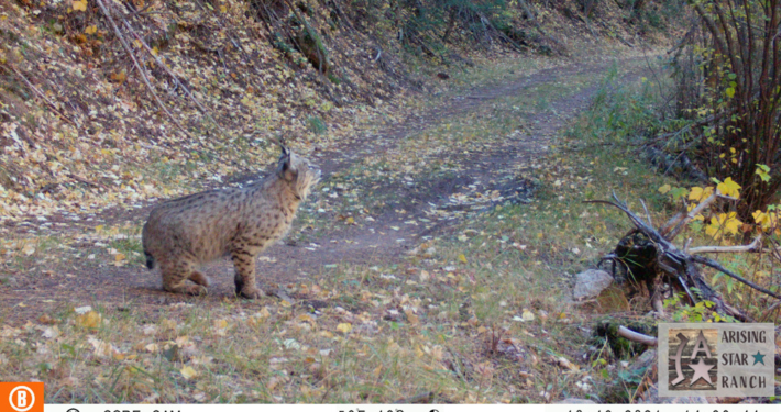 Bobcat Sitting in the Fall