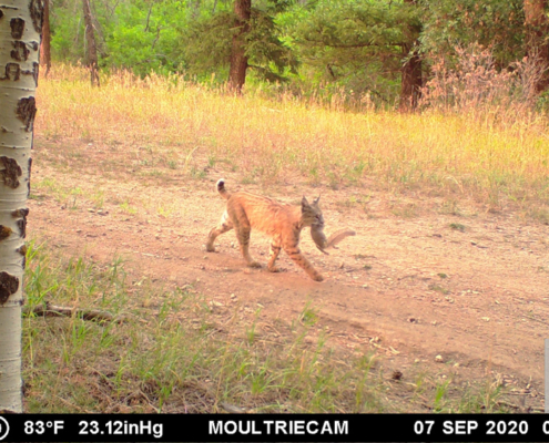 Bobcat Having Squirrel for Dinner