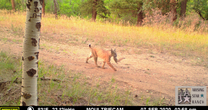 Bobcat Having Squirrel for Dinner