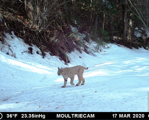Bobcat on Morning Stroll