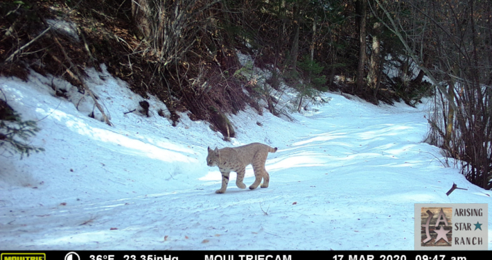 Bobcat on Morning Stroll