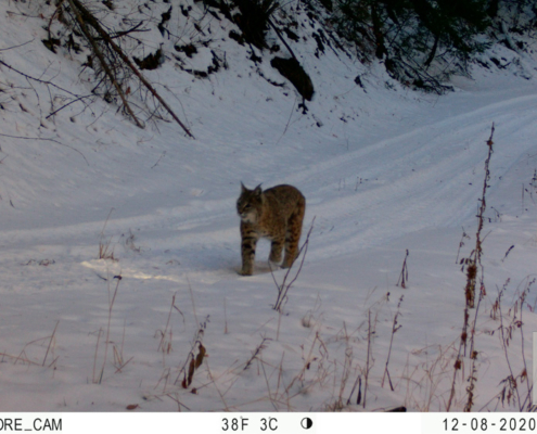 Bobcat Following Tire Tracks in the Snow
