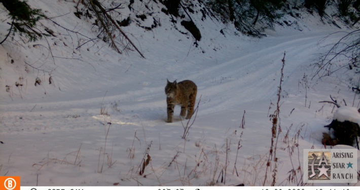 Bobcat Following Tire Tracks in the Snow