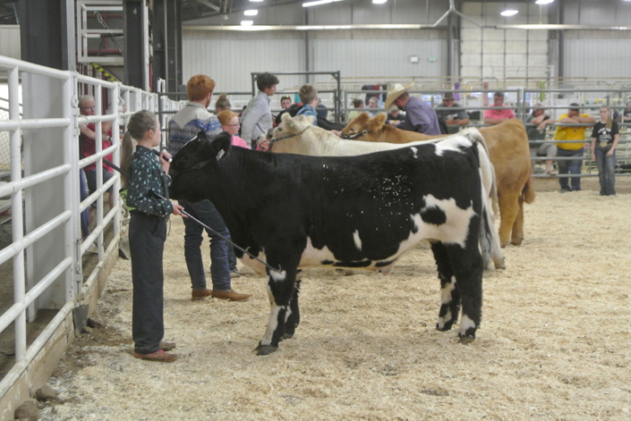 Competition of Cattle