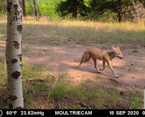 Coyote Jogging in the Morning
