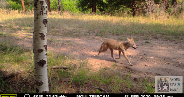 Coyote Jogging in the Morning