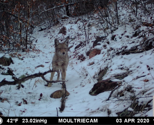 Coyote Walking Along Snowy Trail