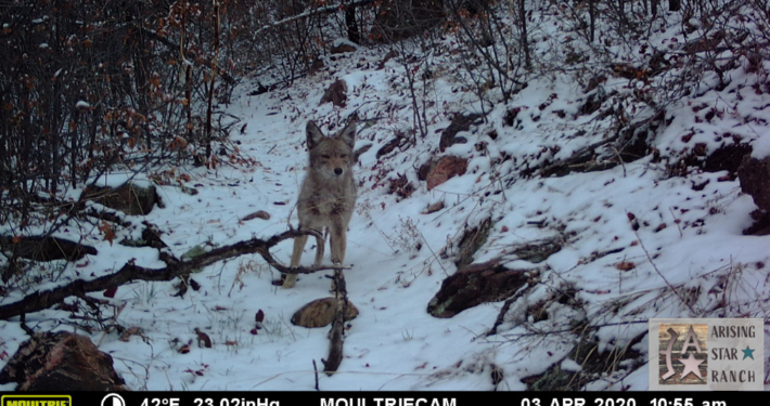 Coyote Walking Along Snowy Trail