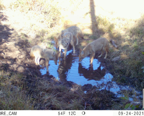Family of Coyotes Drinking