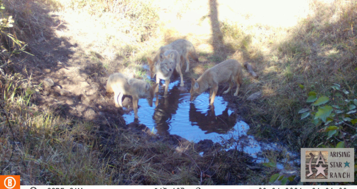 Family of Coyotes Drinking