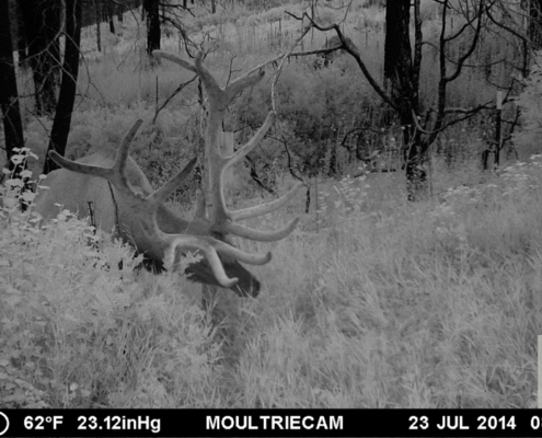 Buck Eating at Night