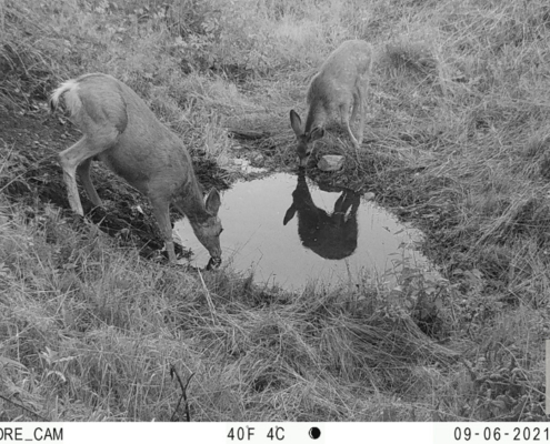 Couple of Does Sharing Water