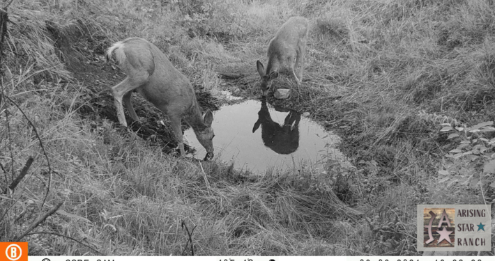 Couple of Does Sharing Water