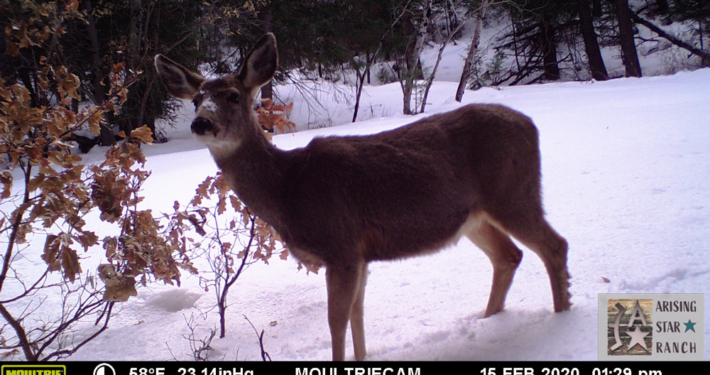 Doe Smiling at the Camera