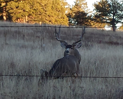 Buck Looking up at the Camera