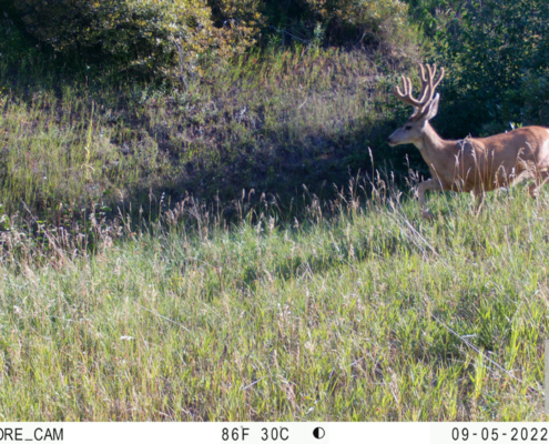 Buck Prancing Through the Tall Grass