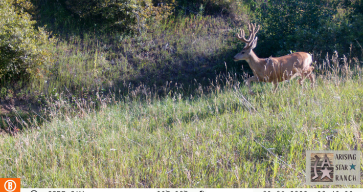 Buck Prancing Through the Tall Grass