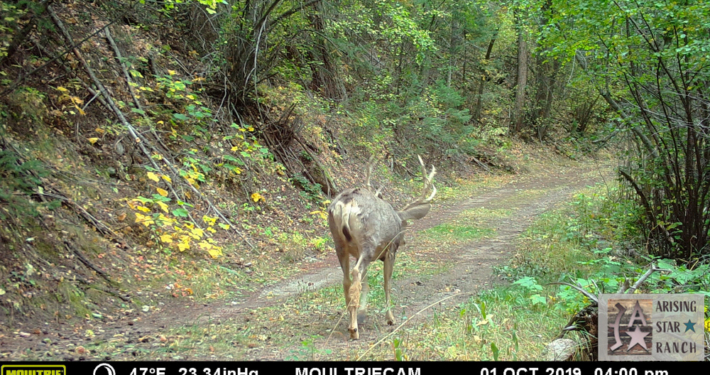 Buck Walking on Trail in Fall