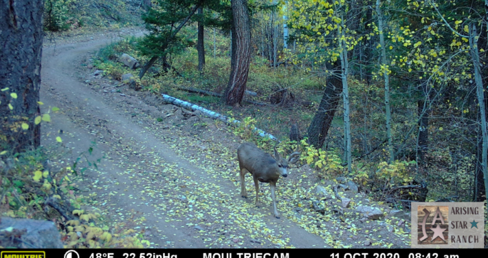 Doe Walking in the Fall