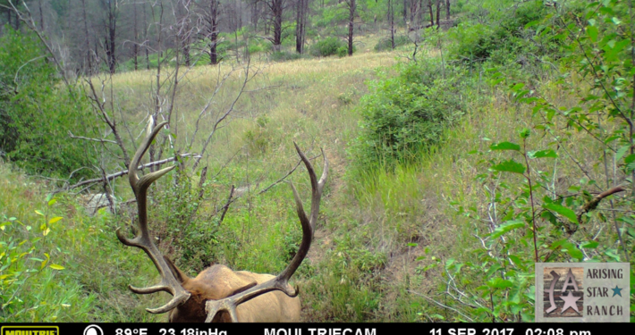 Nice Set of Antlers