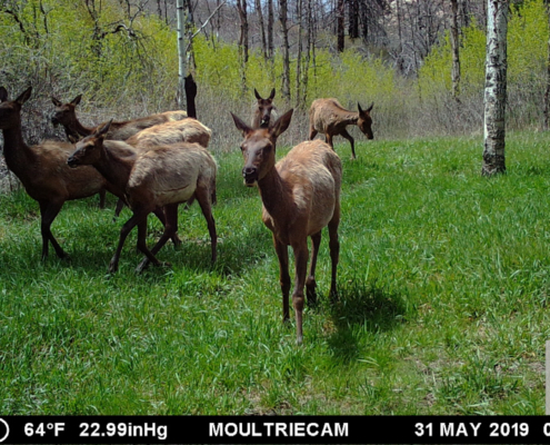 Several Does on a Walk