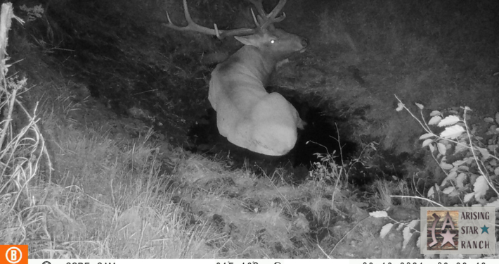 Nighttime Bath for Elk