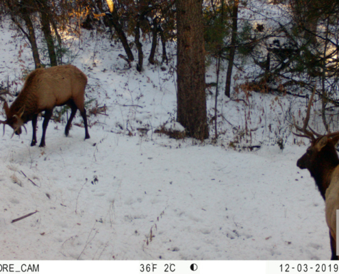 Elk Watching a Fight