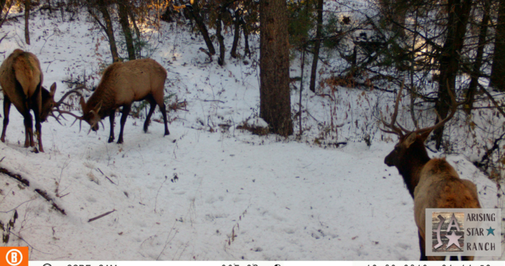 Elk Watching a Fight