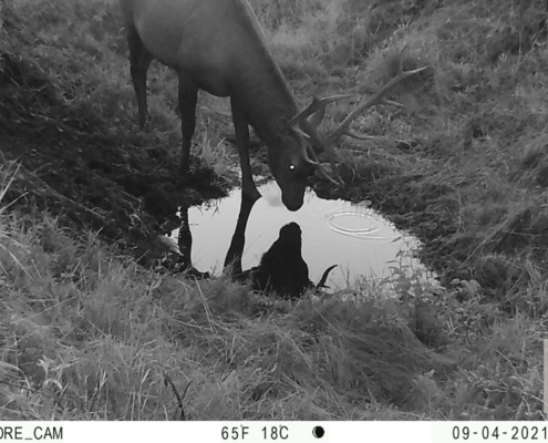 Late Night Drink for Elk