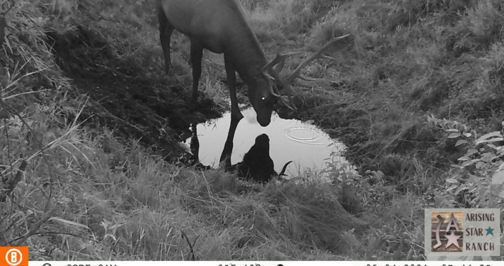 Late Night Drink for Elk
