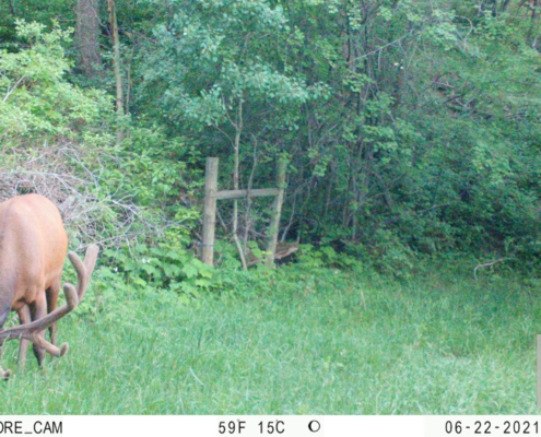 Elk Eating Grass Patch