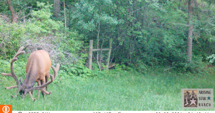 Elk Eating Grass Patch