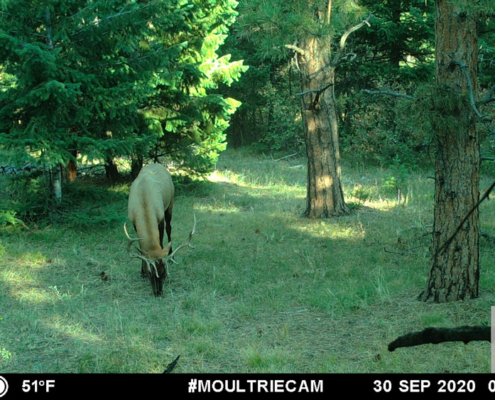 Elk Snacking on Grass