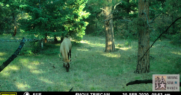 Elk Snacking on Grass