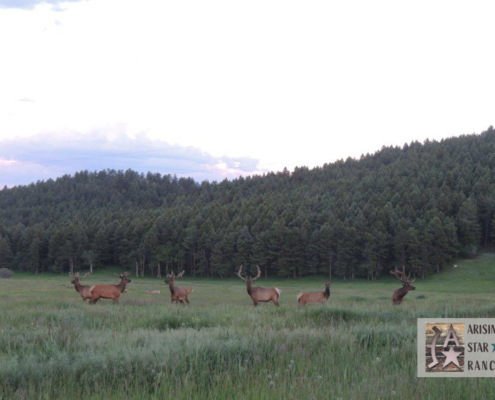 Elk Group