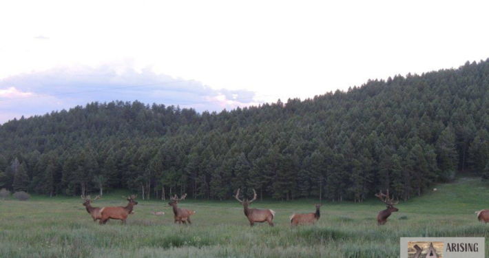 Elk Group