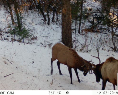 Elk Fighting