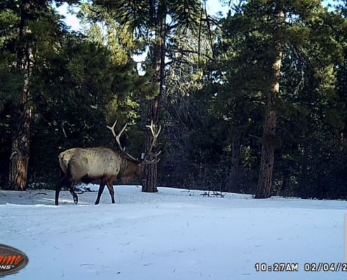 Elk Walking