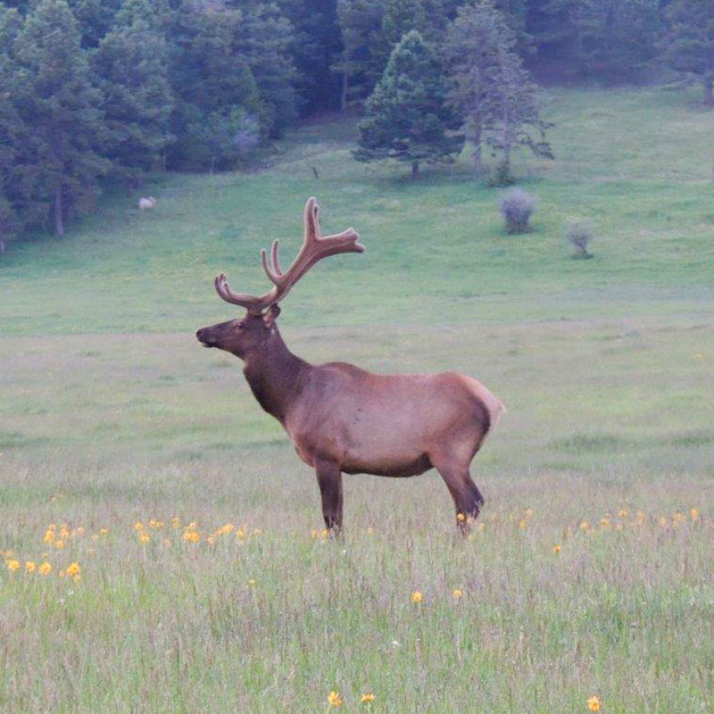 Elk in Meadow