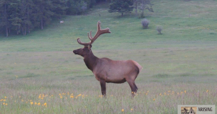 Elk in Meadow