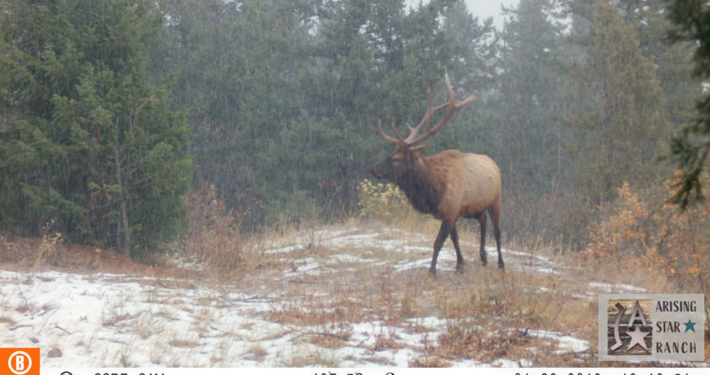 Snow Elk Strolling