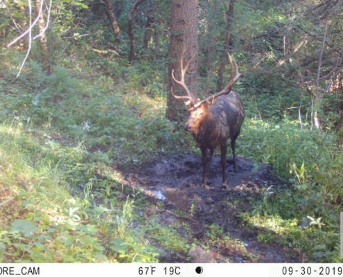 Muddy Bull Elk