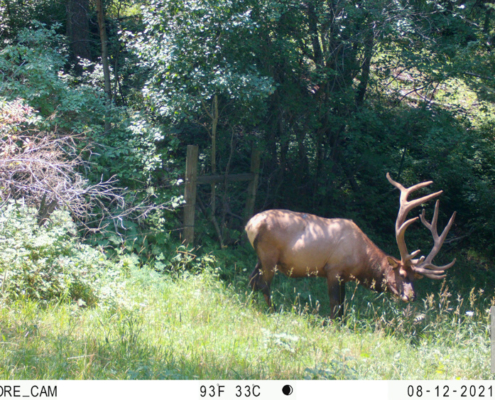 Elk Nibbling Flowers