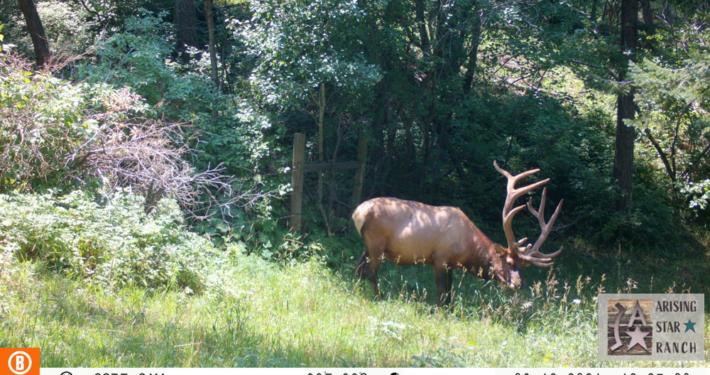 Elk Nibbling Flowers