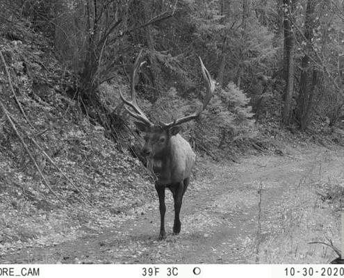 Elk Stroll Colorless